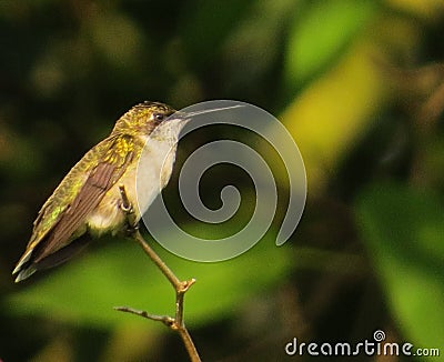 Closeup shot of a small bird with a thin beak belonging to the family of Coraciiformes Stock Photo