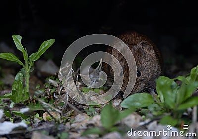 A closeup shot of a small field vole scurrying around in a garden Stock Photo