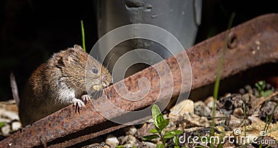 A closeup shot of a small field vole scurrying around in a garden Stock Photo