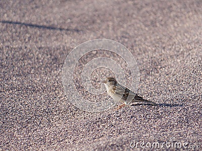 A closeup shot of a small common sparrow bird on a sandy desert Stock Photo