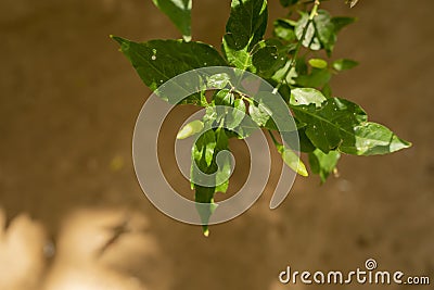 Closeup shot of small green pepper offsprings on a blurred background Stock Photo