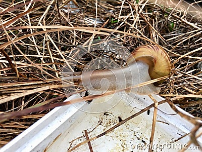Snail in abandoned Stock Photo