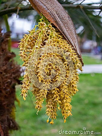 Closeup shot of solitary fishtail palm (Caryota urens) flowers Stock Photo