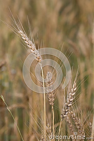 Closeup Shot of Stalks of Wheat in Wheat Field Stock Photo