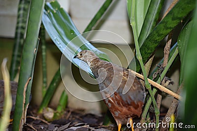 Closeup shot of a standing King quail bird between green leaves Stock Photo