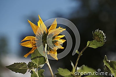 Closeup shot of the sunflower blowing in the wind on blurred background Stock Photo