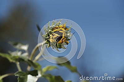 Closeup shot of the sunflower blowing in the wind on blurred background Stock Photo