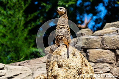 Closeup shot of a suricate on the rock in the zoo at daytime Stock Photo