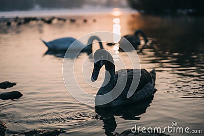 Closeup shot of a swan gracefully swimming on a lake creating beautiful ripples at sunset Stock Photo