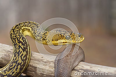Closeup shot of a Timor Python (Malayopython timoriensis) crawling on a tree Stock Photo