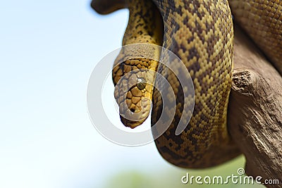 Closeup shot of a Timor Python (Malayopython timoriensis) crawling on a tree Stock Photo