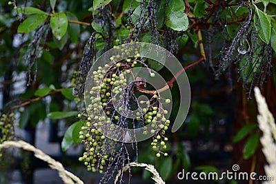 Closeup shot of a tree in the Portland Waterfront Stock Photo