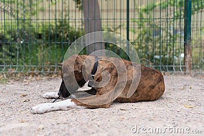 Closeup shot of a Treeing Tennessee Brindle breed dog lying outside Stock Photo