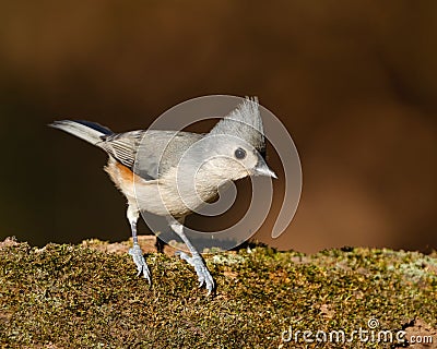 Closeup shot of a Tufted titmouse bird on the branch of the free. Stock Photo