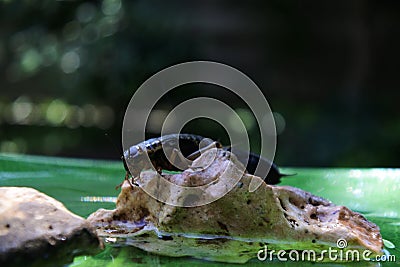 Closeup shot of two black cockroaches on a small rock with a blurred background Stock Photo