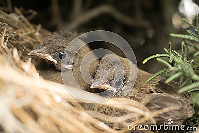 closeup shot of two bulbul chicks in the nest. Baby birds resting on a nest Stock Photo