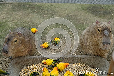 Closeup shot of two Capybara and Sun conure birds standing next to each other Stock Photo