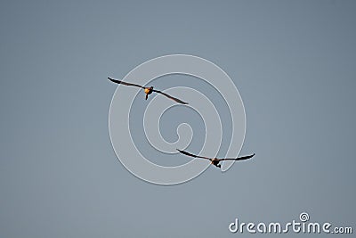 Closeup shot of two cute flying American flamingos Stock Photo