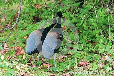 Closeup shot of the two Grey-winged trumpeters Stock Photo