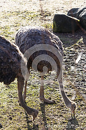 Closeup shot of two ostrich pecking food from the ground in a zoo Stock Photo