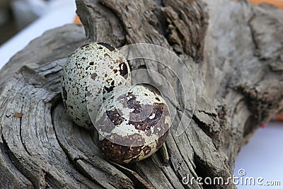 Closeup shot of two quail eggs on an old bough on a blurred background Stock Photo