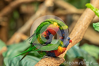 Closeup shot of two Trichoglossus lorikeet birds mating on a branch Stock Photo