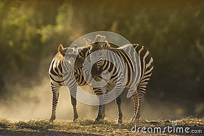 Closeup shot of two zebras cuddling with a blurred background Stock Photo