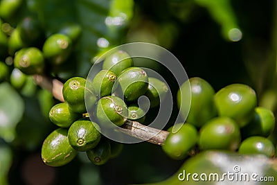 Closeup shot of unripe blooming coffee on the branches at daytime Stock Photo