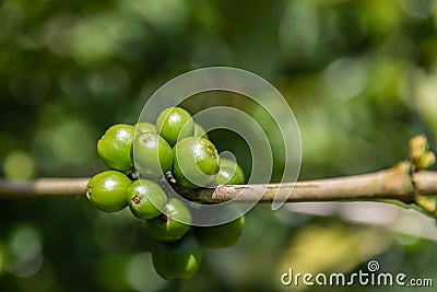 Closeup shot of unripe blooming coffee on the branches at daytime Stock Photo