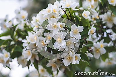 Closeup shot of a vibrant tree branch adorned with white jasmin blossoms Stock Photo