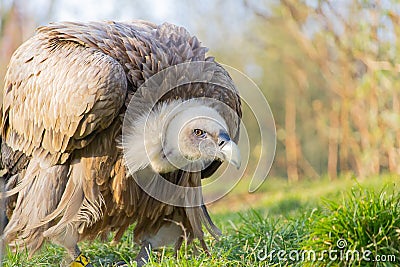 Closeup shot of a vulture in a crouched position in a zoo Stock Photo