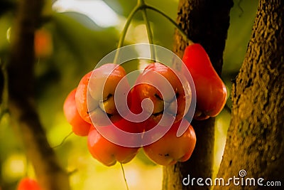 Closeup shot of wax apple fruit, bunch of fruits with selective focus Stock Photo