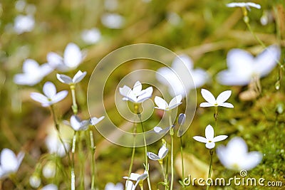 Closeup shot of white bluets flowers blooming in a field Stock Photo