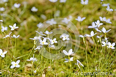 Closeup shot of white bluets flowers blooming in a field Stock Photo