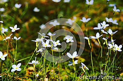 Closeup shot of white bluets flowers blooming in a field Stock Photo