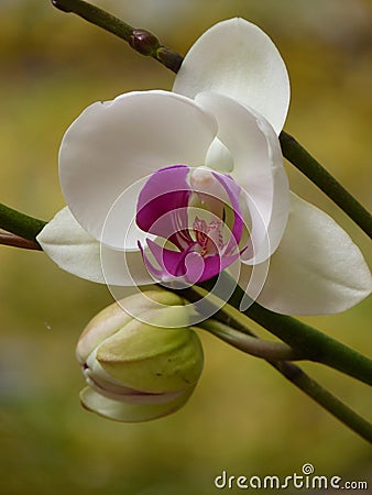 Closeup shot of white and purple Philippine ground orchid (Spathoglottis plicata) Stock Photo