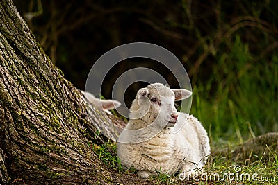 Closeup shot of a white sheep sitting on the grass next to a tree Stock Photo
