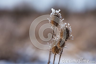 Closeup shot of wild flowers covered in a snow fros isolated on the garden Stock Photo