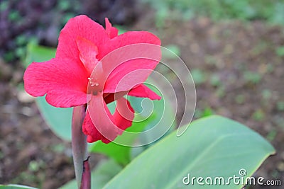 Closeup shot of a wild red beautiful gorgeous flower blooming Stock Photo