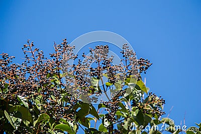 Closeup shot of a wildberry bush with a blue background Stock Photo