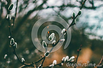 Closeup shot of willow plants in a garden Stock Photo