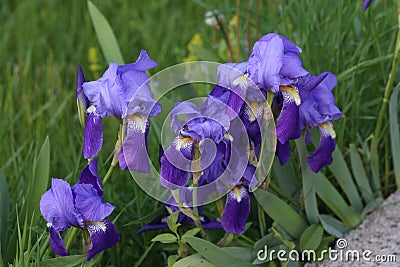 Closeup shot of wilting purple flowers Stock Photo