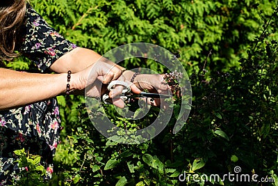 Closeup shot of a woman cutting herbs with the sizers Stock Photo