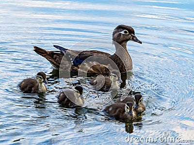 Closeup shot of a Wood Duck hen with her chicks swimming in the water Stock Photo