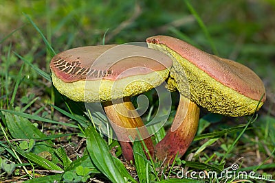 Closeup shot of the Xerocomus mushrooms in the wild Stock Photo