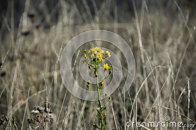 Closeup shot of yellow common groundsel flowers Stock Photo