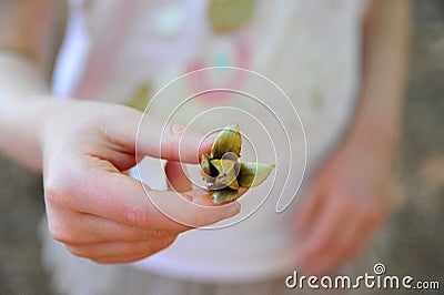 Closeup shot of a young girl holding a single beechnut fruit Stock Photo