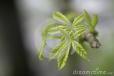 Closeup shot of young hemp leaf on a tree branch Stock Photo