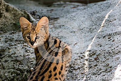 Closeup shot of a young serval cat Stock Photo