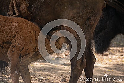 Closeup shot of a young water buffalo drinking milk in its mother Stock Photo